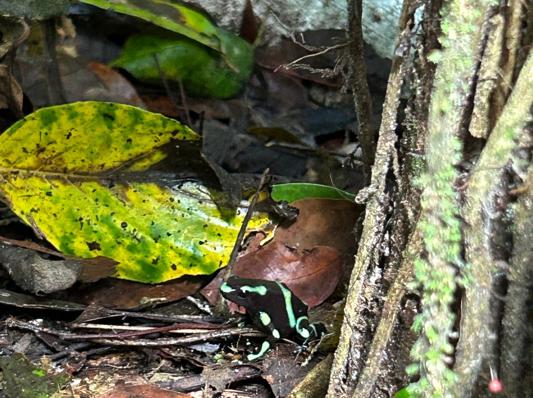 Playa Grande Shuttle & Tours-大滩必去景点
