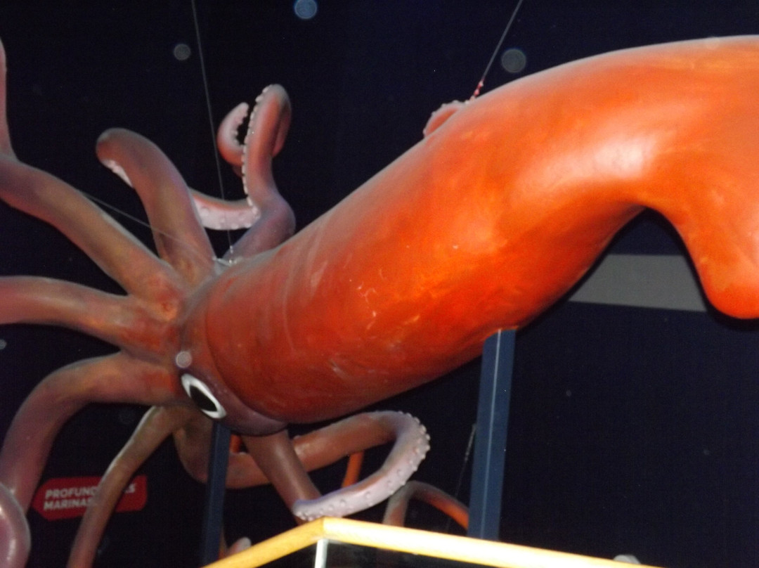 Atlantis Aquarium Madrid-阿罗约莫利诺斯必去景点