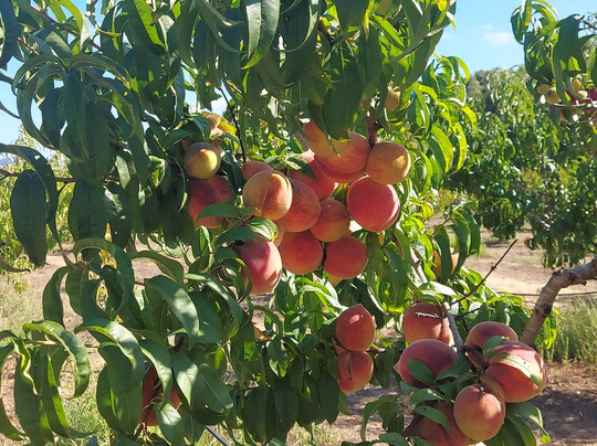 B&B Bonsai Alghero主图