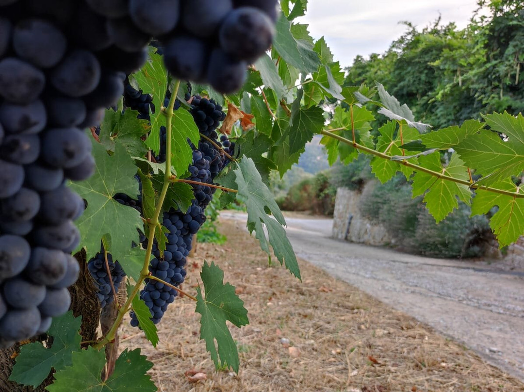 Podere Ciona-加约莱因基安蒂必去景点