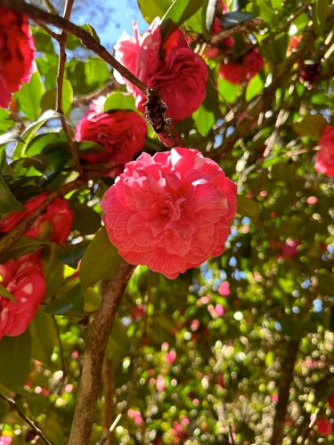 Benvie Garden-豪威克必去景点