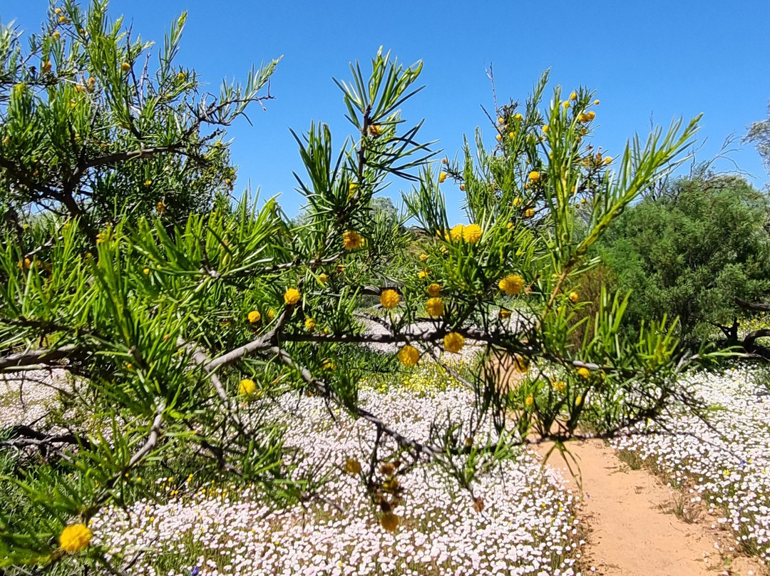 Coalseam Conservation Park-Mingenew必去景点