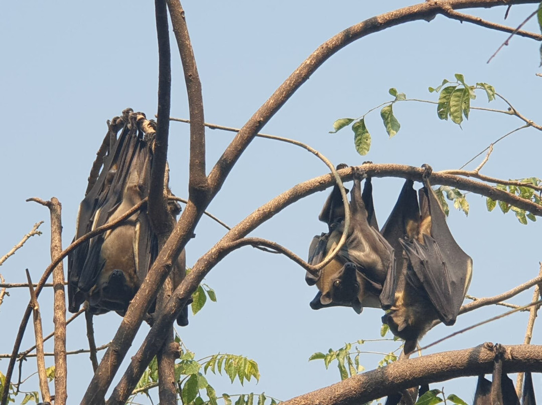 Blue Monkey Tours Rwanda景点图片