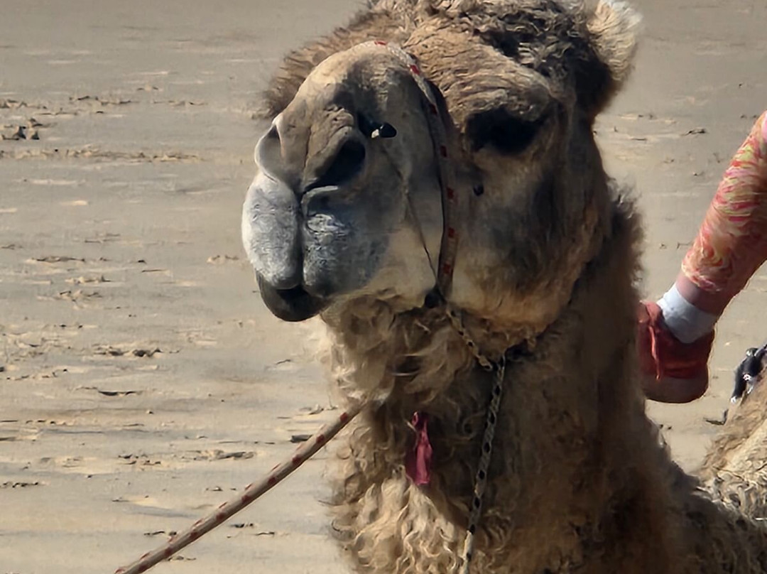 Port Macquarie Camel Safari's-麦克夸利港必去景点