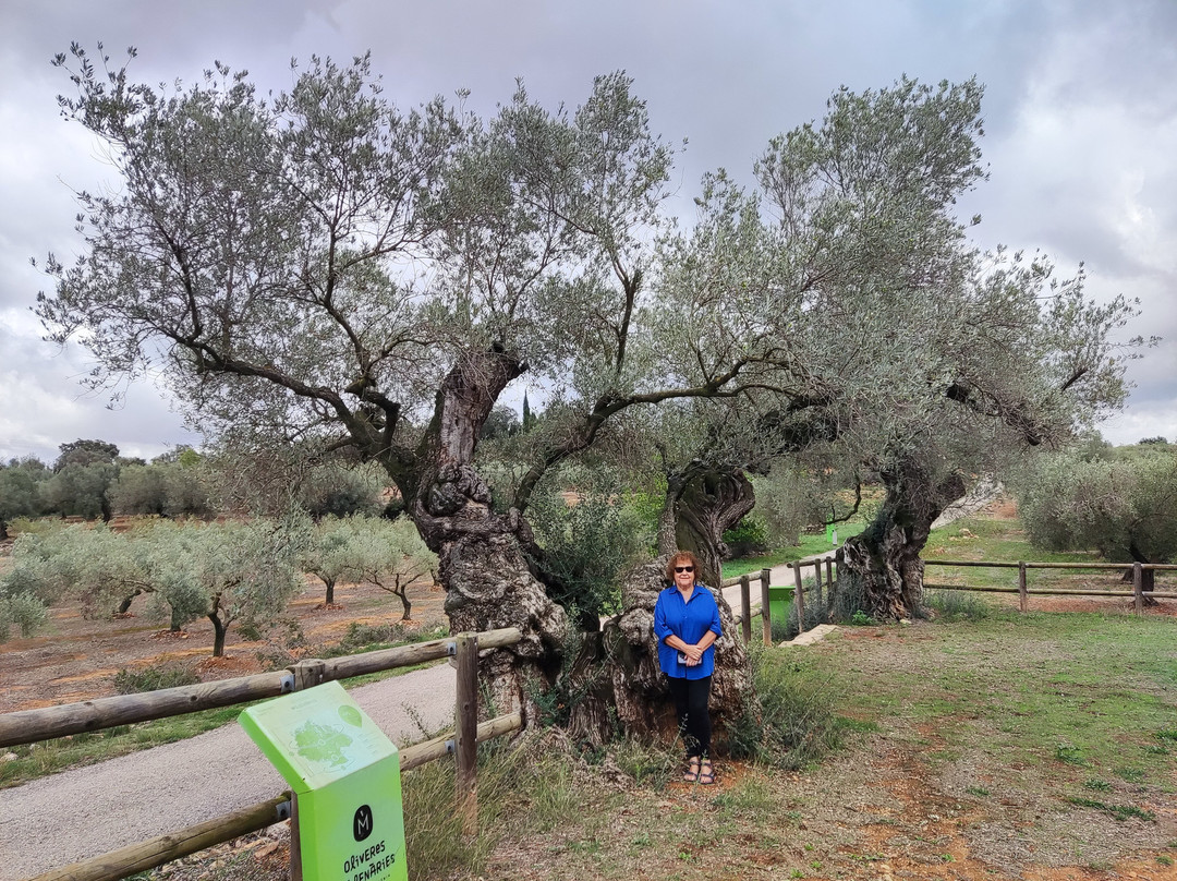 Olivos Milenarios-Canet lo Roig必去景点