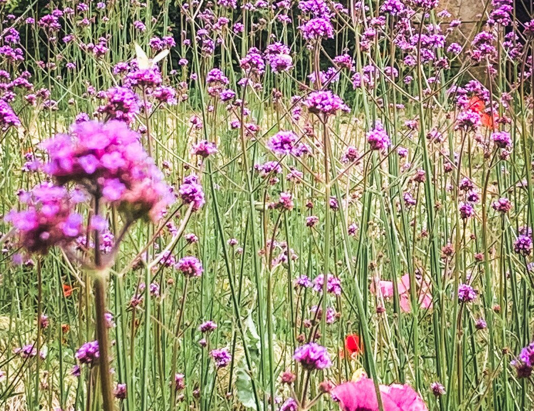 Le Jardin De Marie主图