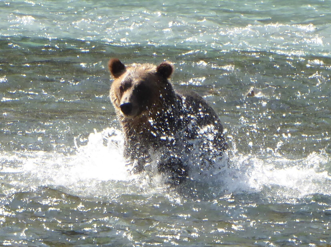 Homalco Wildlife & Cultural Tours景点图片