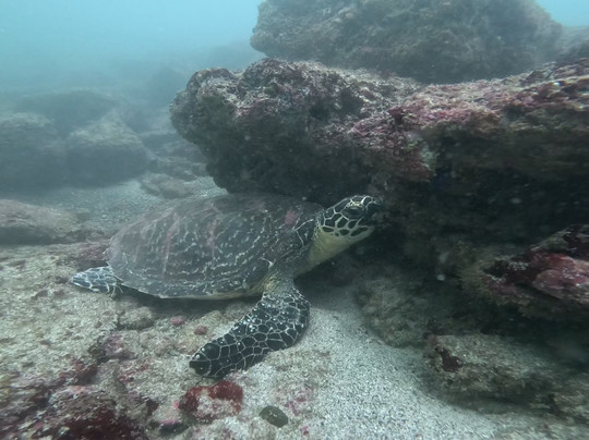 Ananda. Dive N' Flow-圣特雷莎必去景点