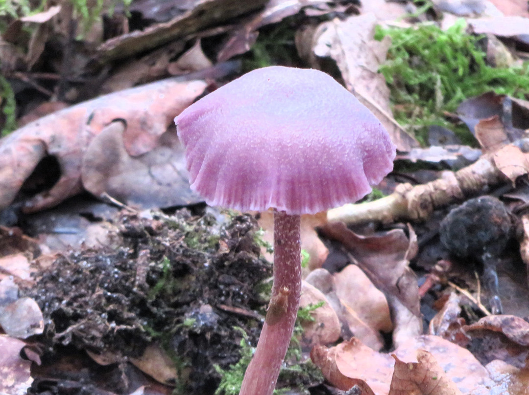 Pulborough Brooks RSPB景点图片