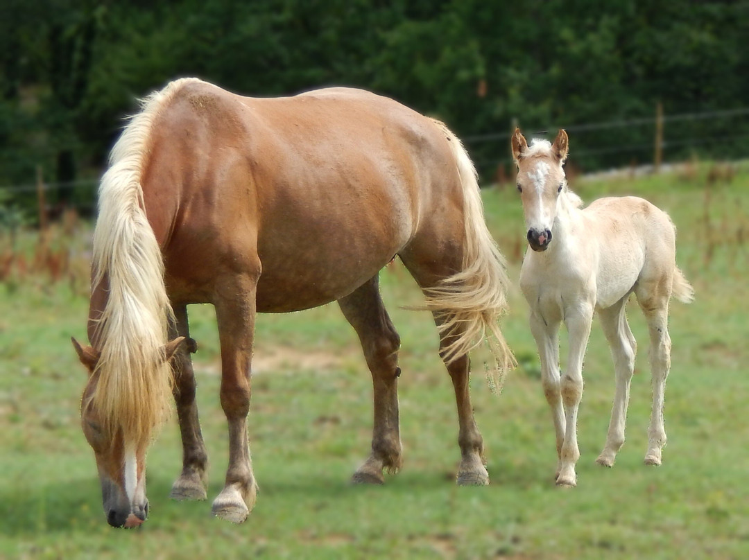 Equitation Chavetourte-Saint-Alban-Auriolles必去景点
