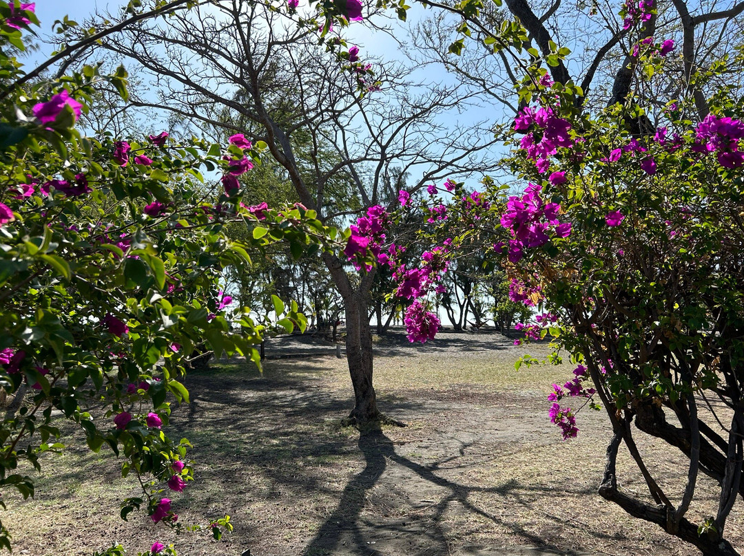 Plage De L'étang Salé景点图片