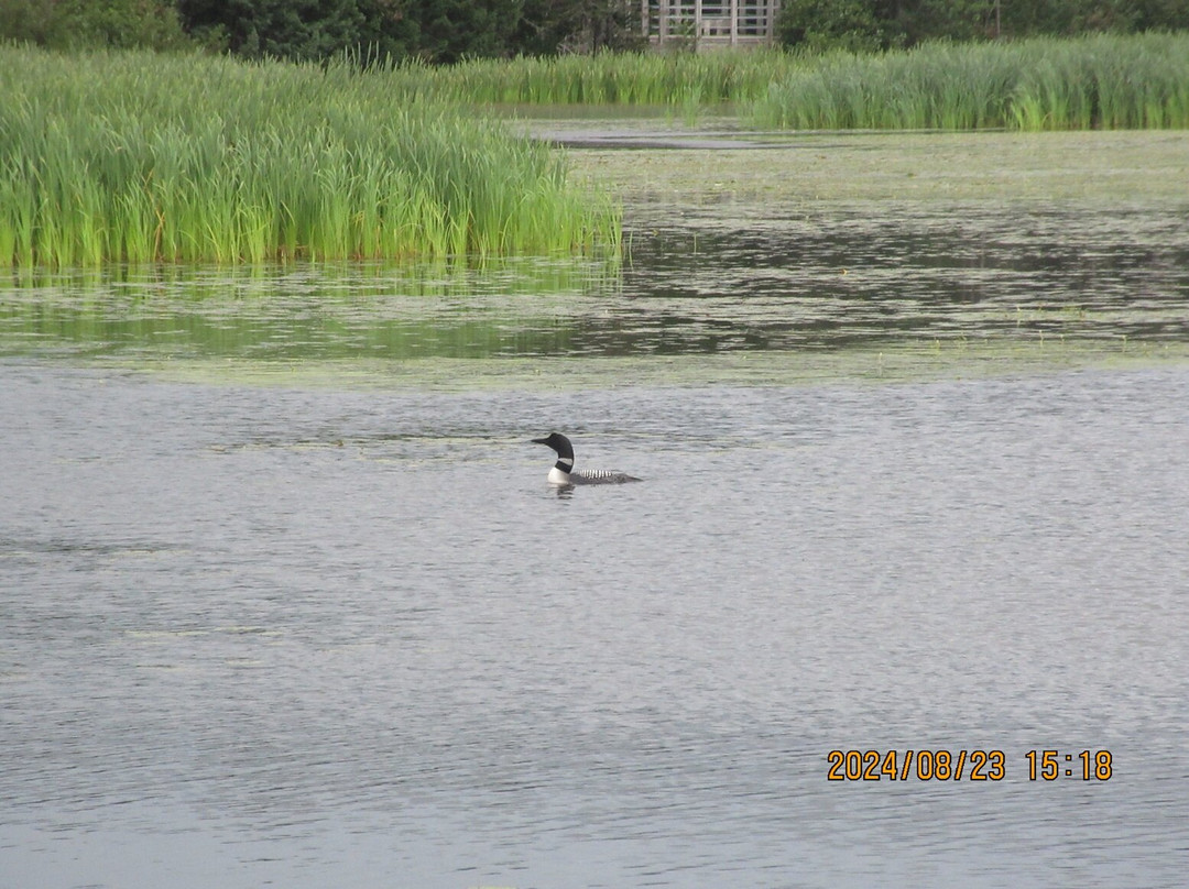 Cobb's Pond Rotary Park景点图片