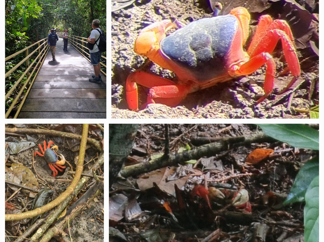 Pacific jungle adventures景点图片