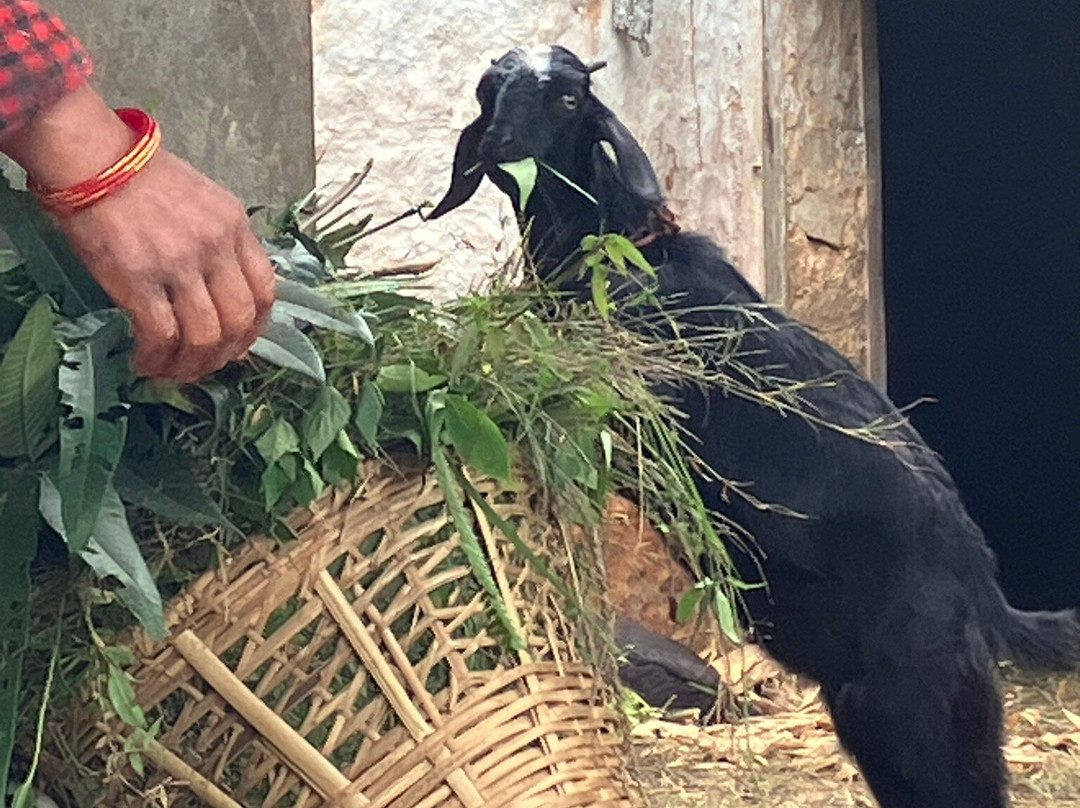 Innate Pension主图