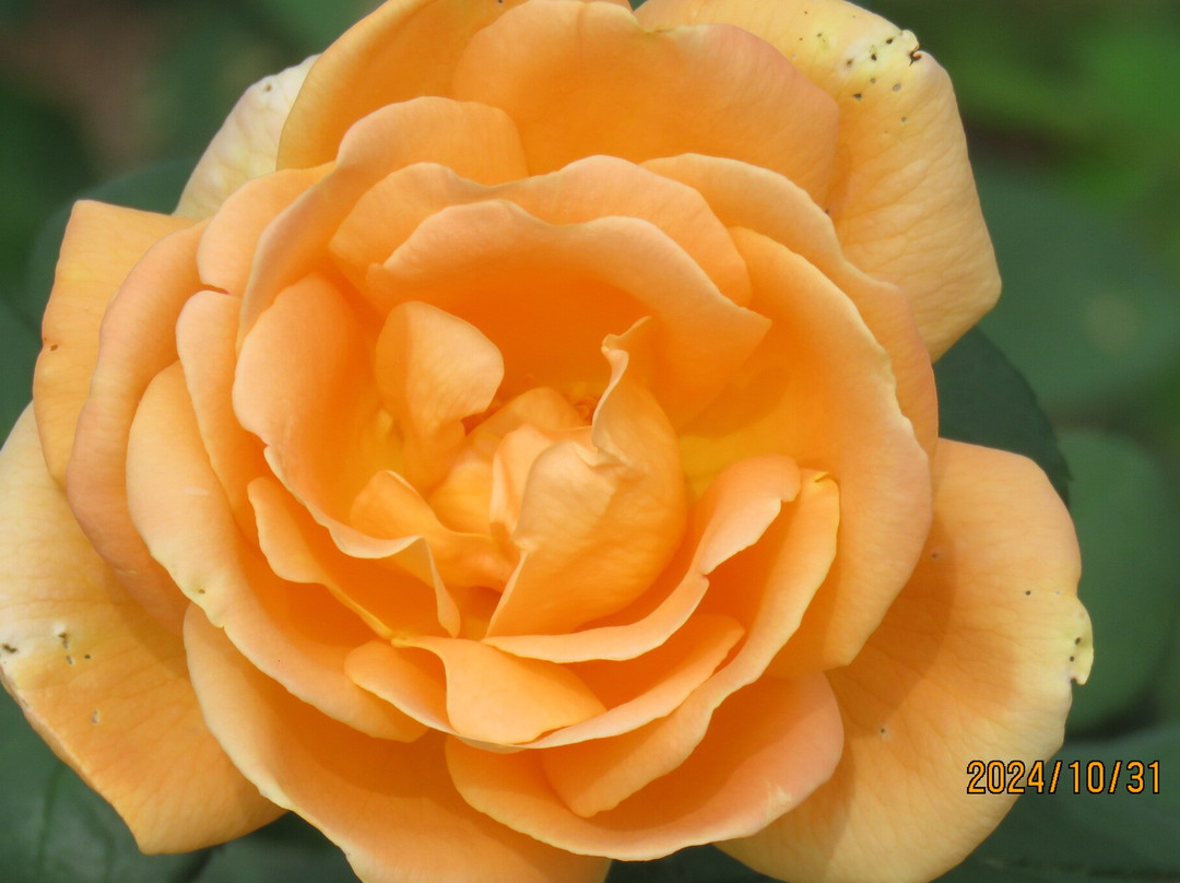 Aramaki Rose Garden景点图片