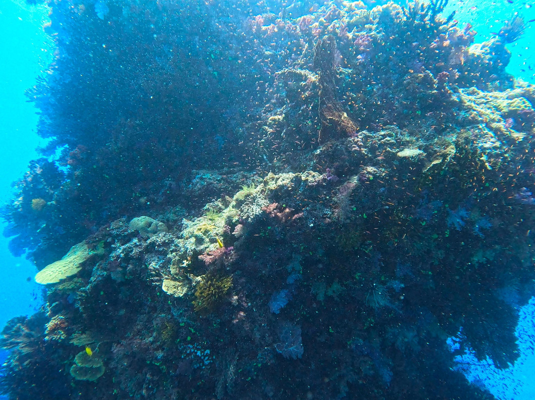 Dive Savusavu Fiji景点图片
