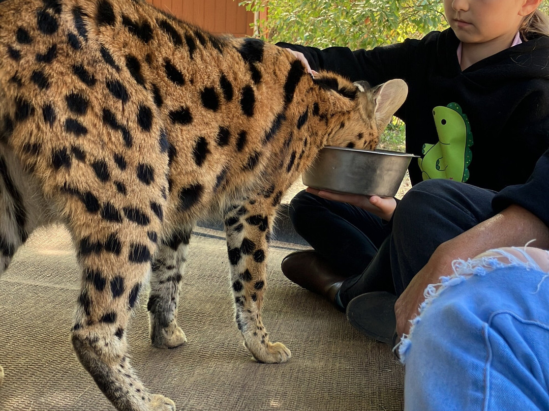 Bear Creek Feline Center景点图片
