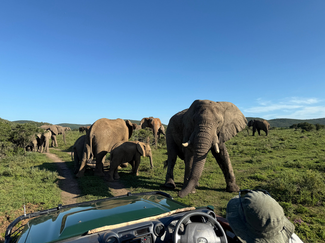 Kariega Game Reserve - River Lodge主图