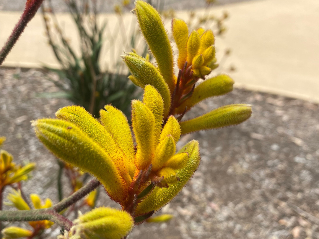 Bayles Playground-Koo-Wee-Rup必去景点