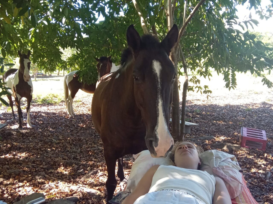 Horse Spirit Healing景点图片