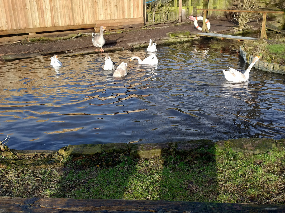 Brockswood Animal Sanctuary景点图片