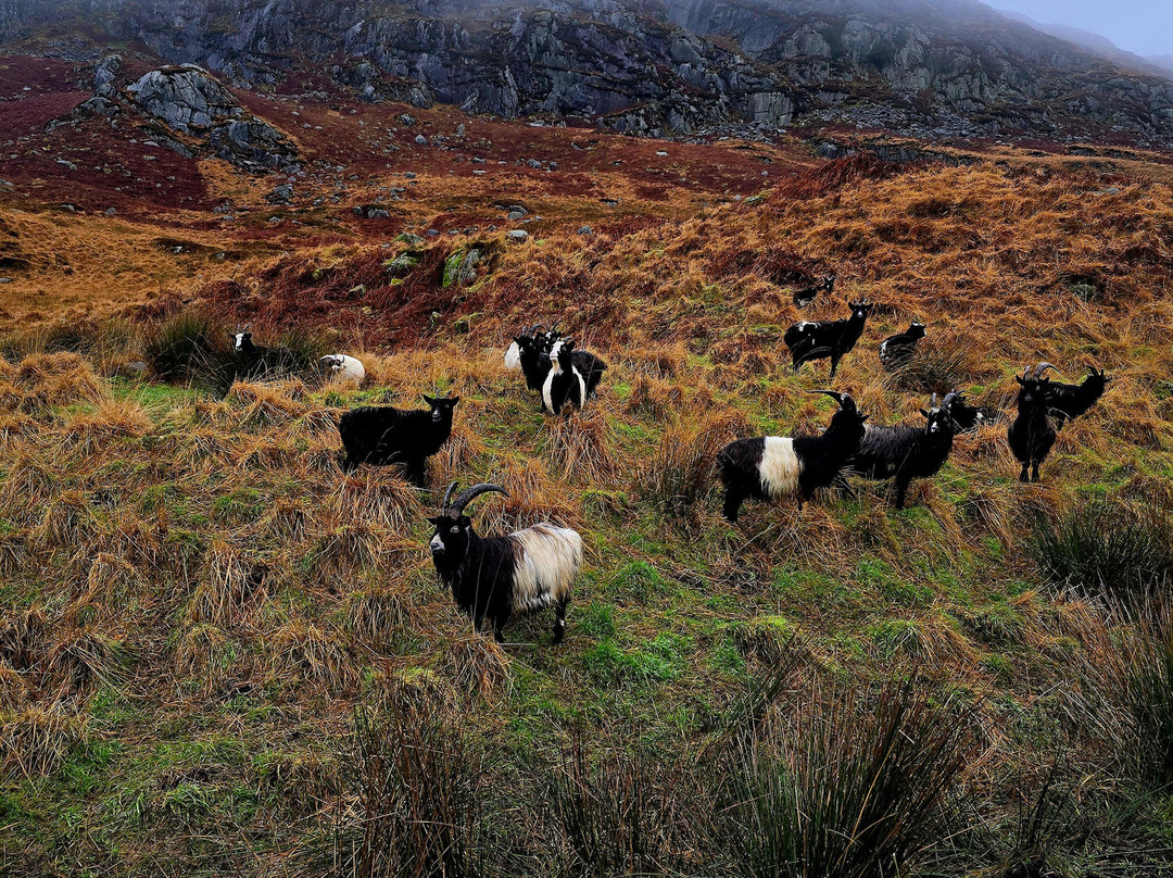 Wild Goat Park景点图片