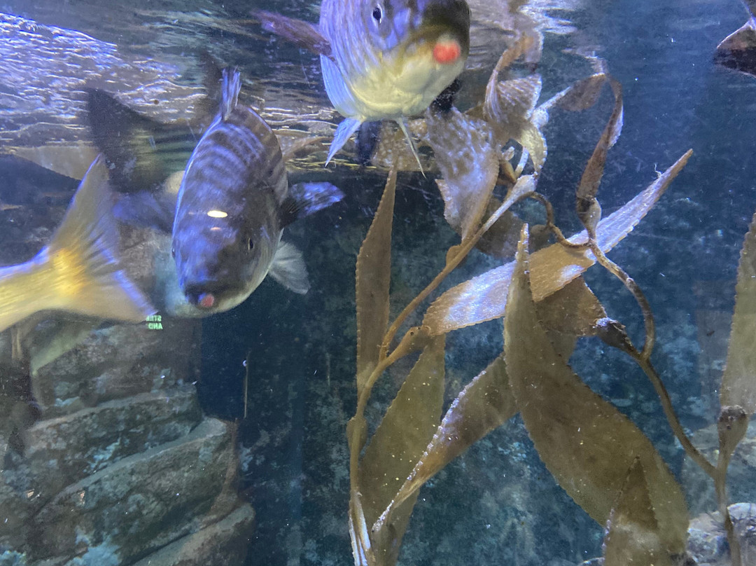 Roundhouse Marine Studies Lab and Aquarium-曼哈顿海滩必去景点