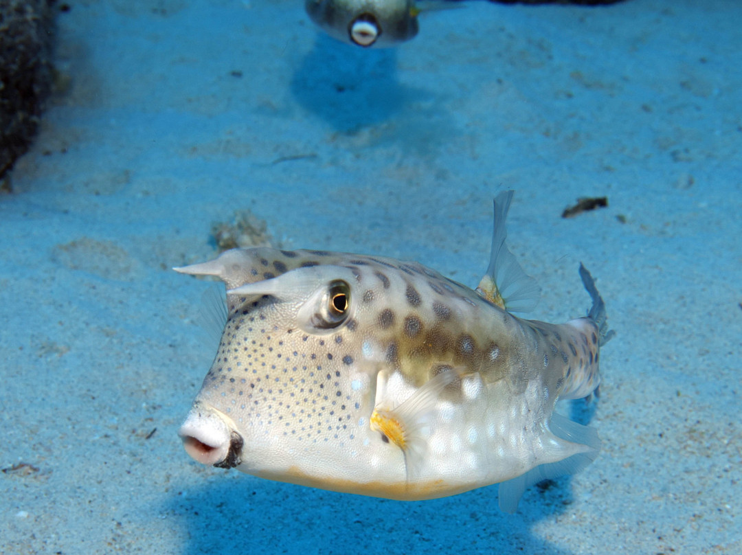 Dive Spirit Mauritius景点图片