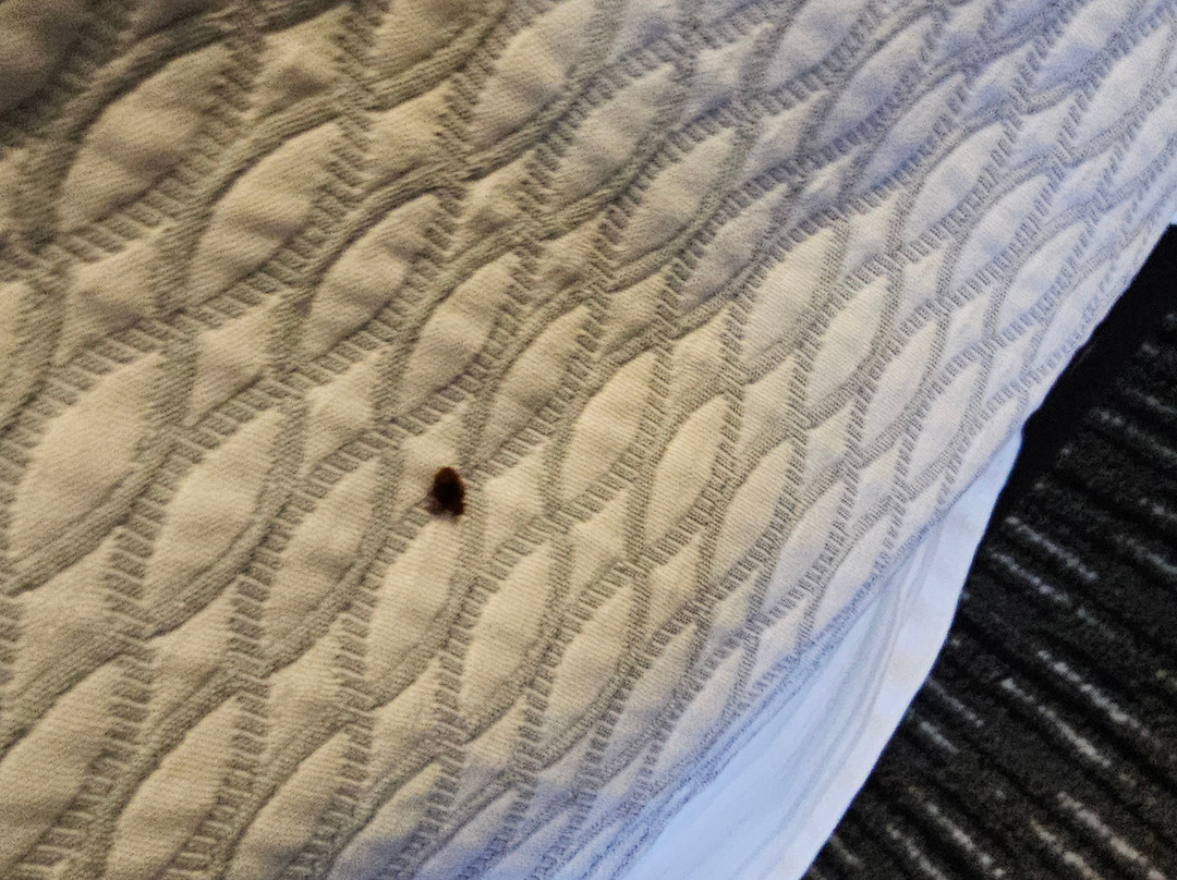 La Quinta Inn & Suites by Wyndham DFW Airport South / Irving主图