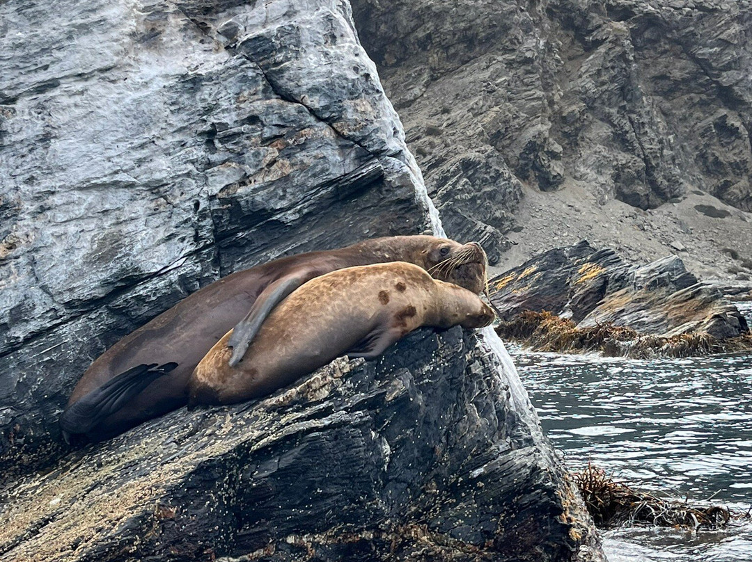Punta Choros-拉塞雷纳必去景点