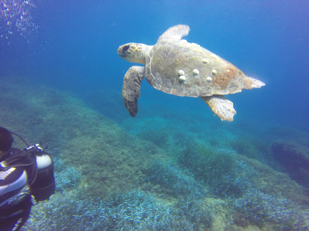 Godive Mykonos Padi Dive Resort景点图片