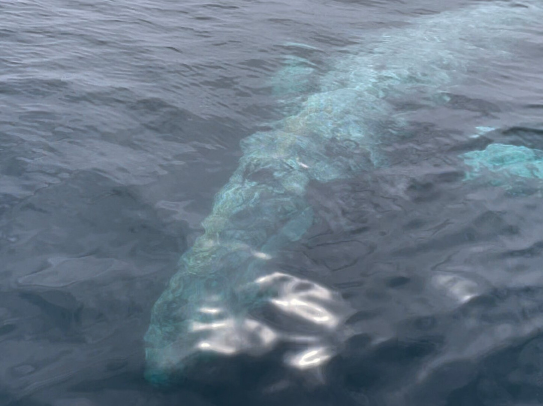 Friendly Whale Tours景点图片