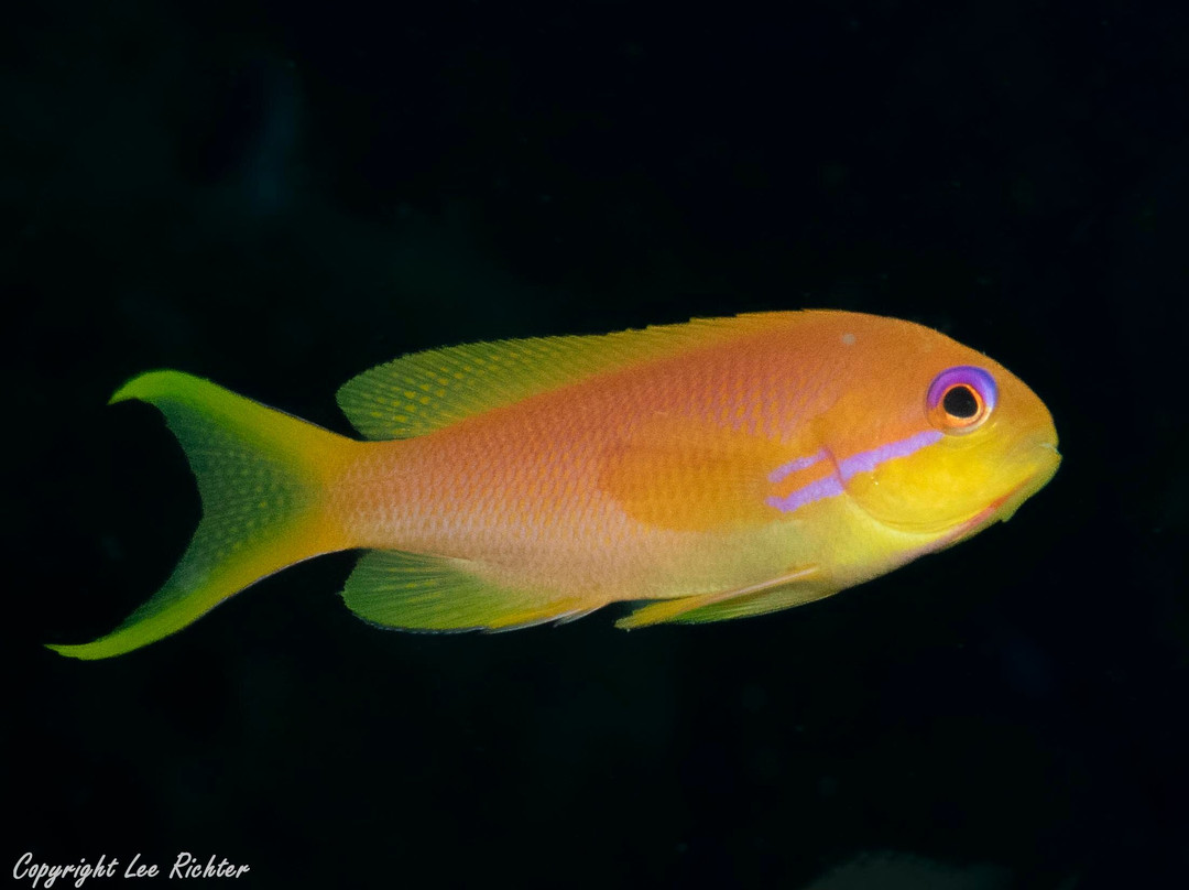 Kasa Diving - Diving Maziwe Marine Reserve-Pangani必去景点