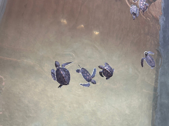 Rubyasia travels and tours-Ja Ela必去景点