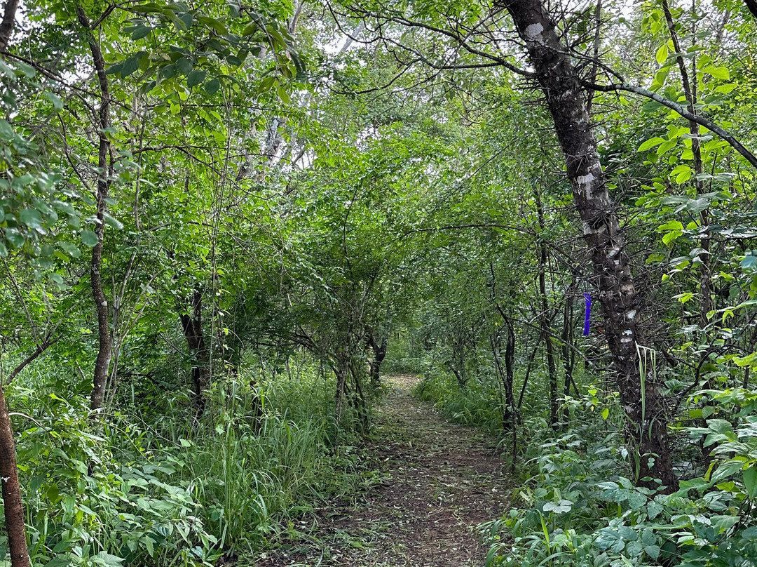 Chifwema Arboretum-卢萨卡必去景点