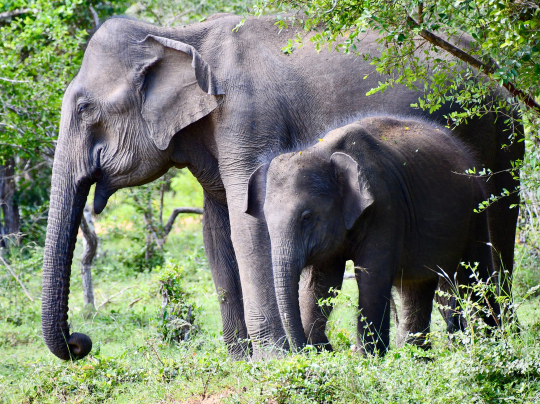 Ceylon Odyssey Travels & Tours景点图片