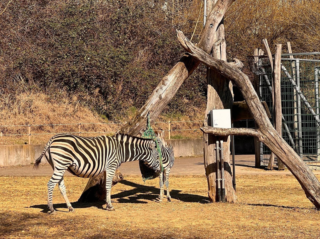 Saarbrucker Zoo-萨尔布吕肯必去景点