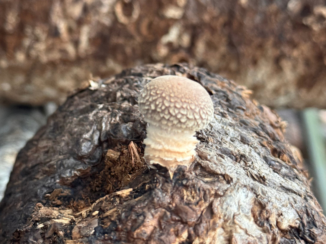 Ellijay Mushrooms - Farm Store-Ellijay必去景点