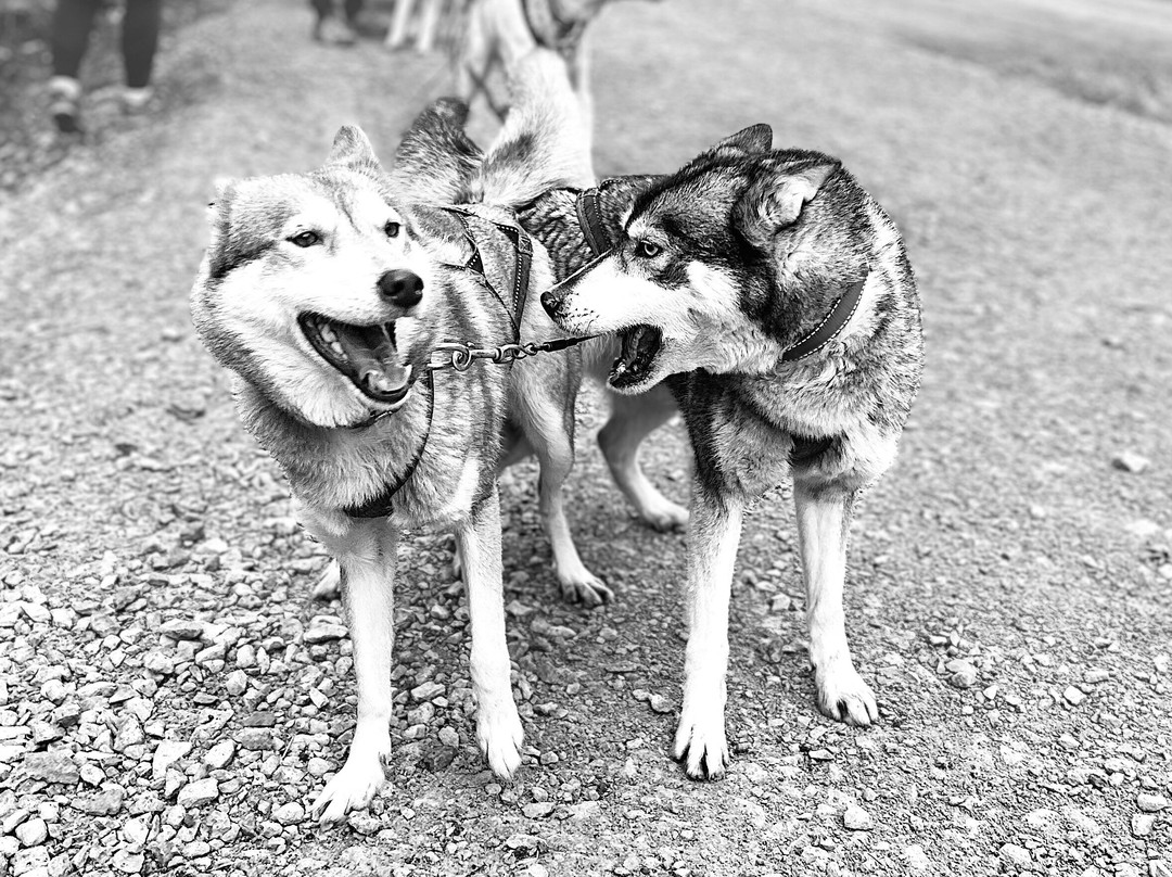 Mynydd Sleddog Adventures景点图片
