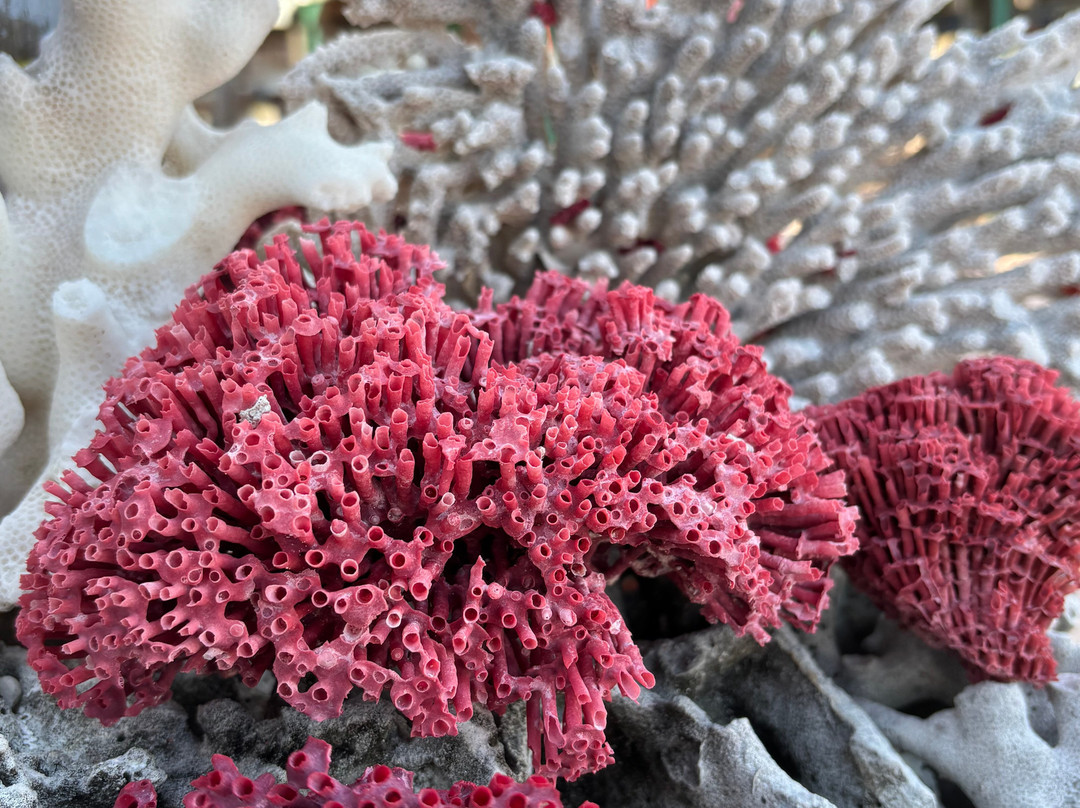 Bajo Explore-Labuan Bajo必去景点