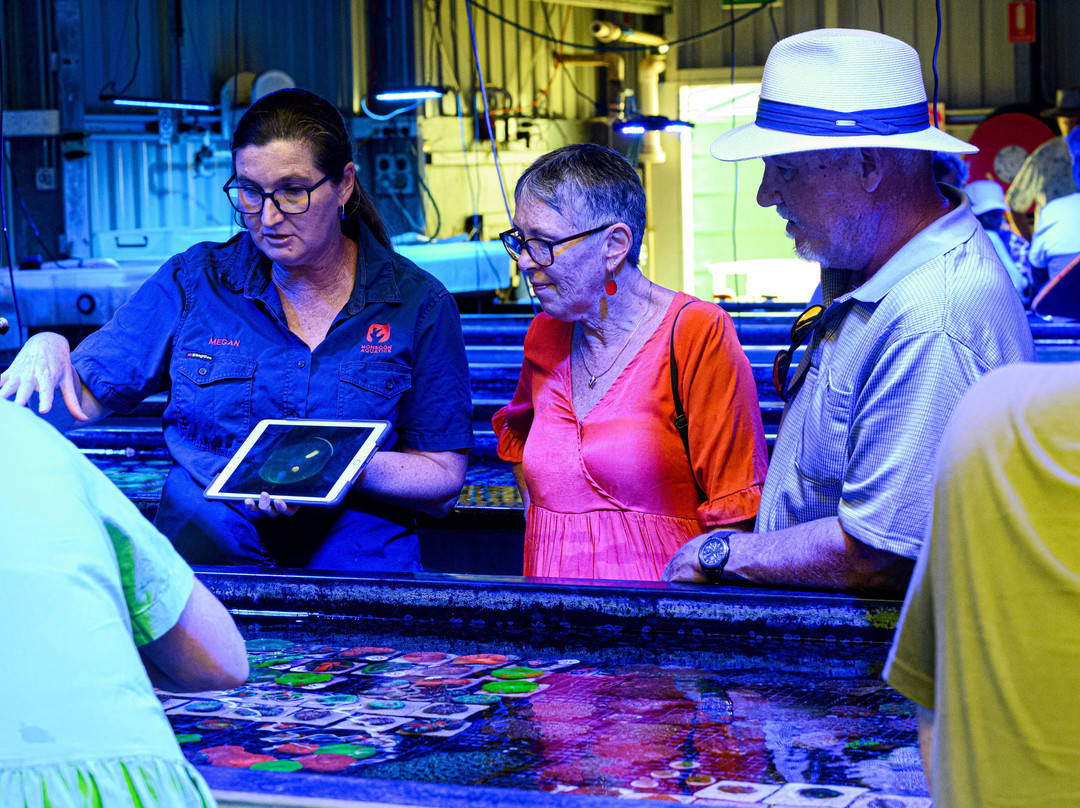 Monsoon Aquatics Coral Farm Tours-Burnett Heads必去景点