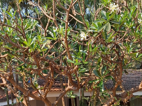 邓希尔海滩度假村主图