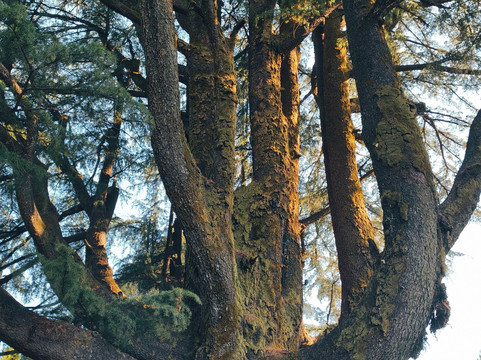 Devdar Woods - An LVB Experience主图