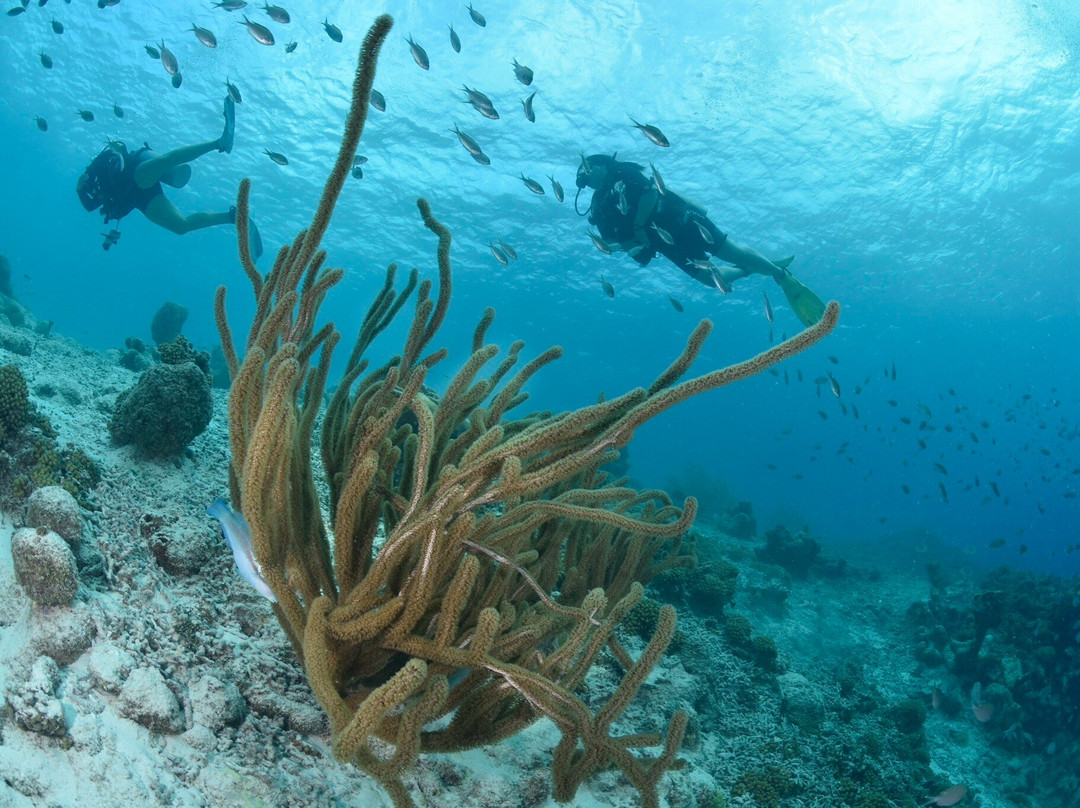 Jan Thiel Diving-威廉斯塔德必去景点