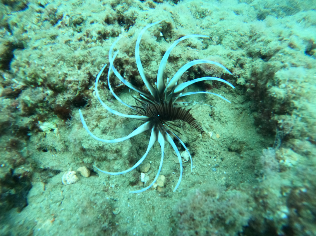 Discovery diving center-赫索尼索斯必去景点