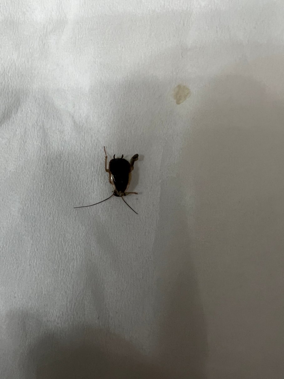 休斯顿钱诺夫拉昆塔温德姆套房酒店-客卧