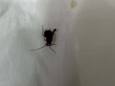 休斯顿钱诺夫拉昆塔温德姆套房酒店主图