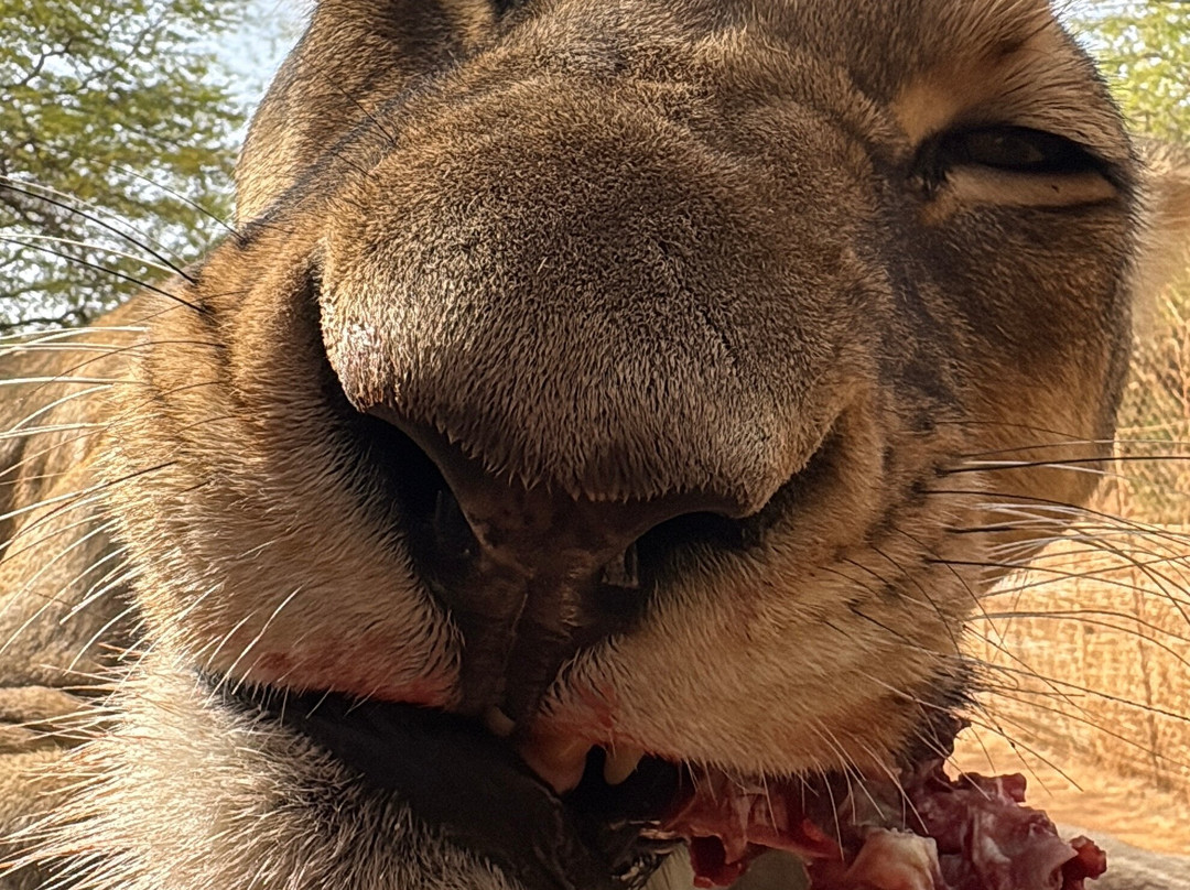 Ranch Aux Lions景点图片