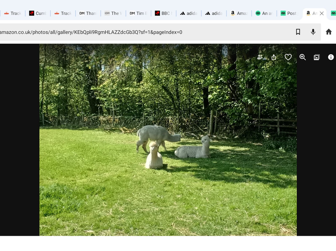 All About Alpacas Ltd.-Cartmel必去景点