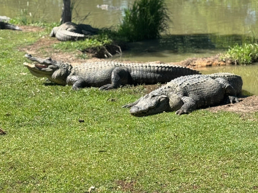 Alligator Alley-Summerdale必去景点